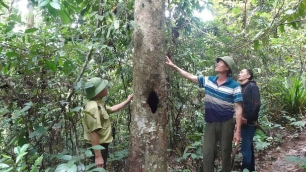 Thanh Hoa forest owners receive over USD 8 million in carbon credit payments